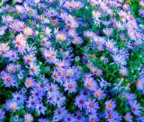 Reunusasteri Sinipilvi