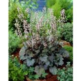 Haltiankukka Quicksilver