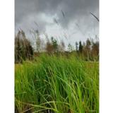 Koristekastikka Karl Foerster