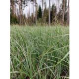 Koristekastikka Overdam