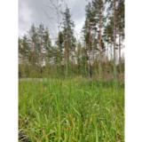 Isosiniheinä Karl Foerster