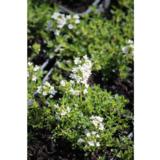 Harmaa-ajuruoho Albiflorus