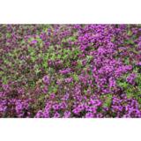 Harmaa-ajuruoho Coccineus