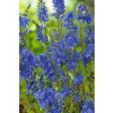 Loistotädyke Royal Blue