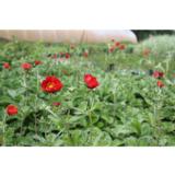 Silkkihanhikki Scarlet Starlit