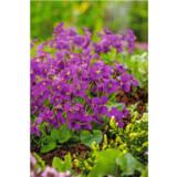 Perhosorvokki värilajitelma