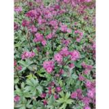 Isotähtiputki Sparkling Stars Red