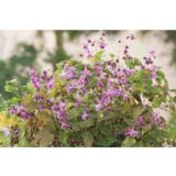 Idänvarjohiippa Lilafee