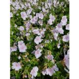 Idänkurjenpolvi Derrick Cook