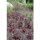 Tarhakeijunkukka World Caffe™ Expresso