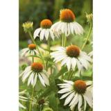 Kaunopunahattu Happy Star