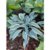 Jalokuunlilja Mourning Dove