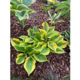 Jalokuunlilja  Summer Lovin