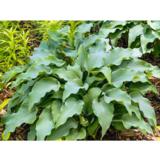 Jalokuunlilja Elvis Lives