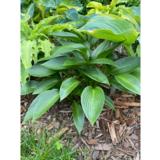 Jalokuunlilja Devon Green