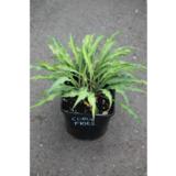 Jalokuunlilja Curly Fries