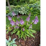 Jalokuunlilja Isoäidin Hymy