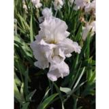 Tarhakurjenmiekka Immortality