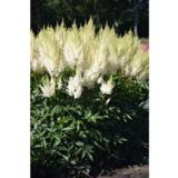 Tarhajaloangervo Weisse Gloria