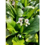 Herttavuorenkilpi Snowtime