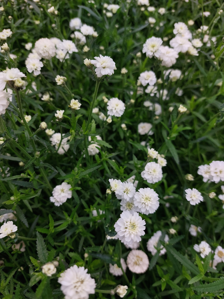 Koreakärsämö Noblessa