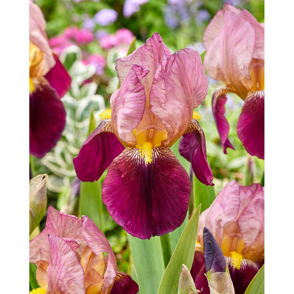 tarhakurjenmiekka 'Indian Chief'