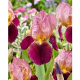 Tarhakurjenmiekka Indian Chief