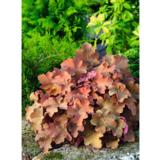 Tarhakeijunkukka Caramel