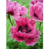 Tarhaidänunikko Patty's Plum