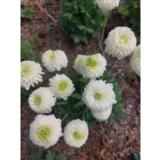 Palloarovuokko Elise Fellman