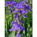 Tarhakurjenmiekka Little Bay Denoc