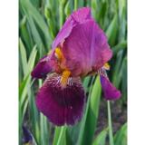 Tarhakurjenmiekka Sandlock