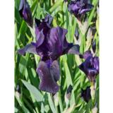 Tarhakurjenmiekka Black Watch