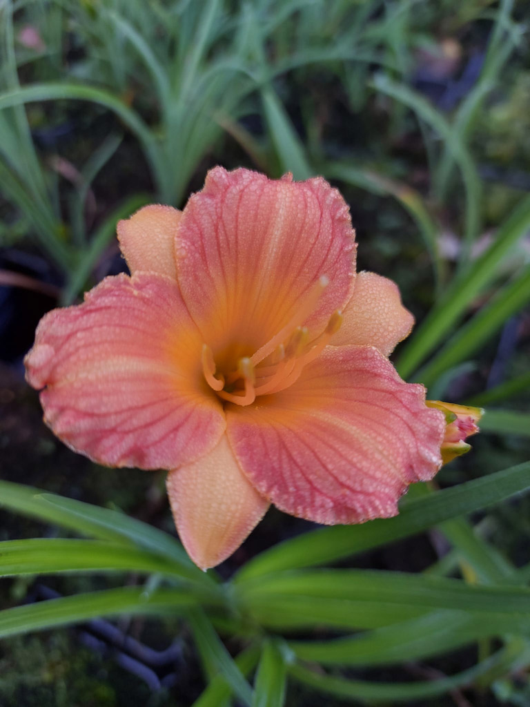 Tarhapäivänlilja stella tangerine