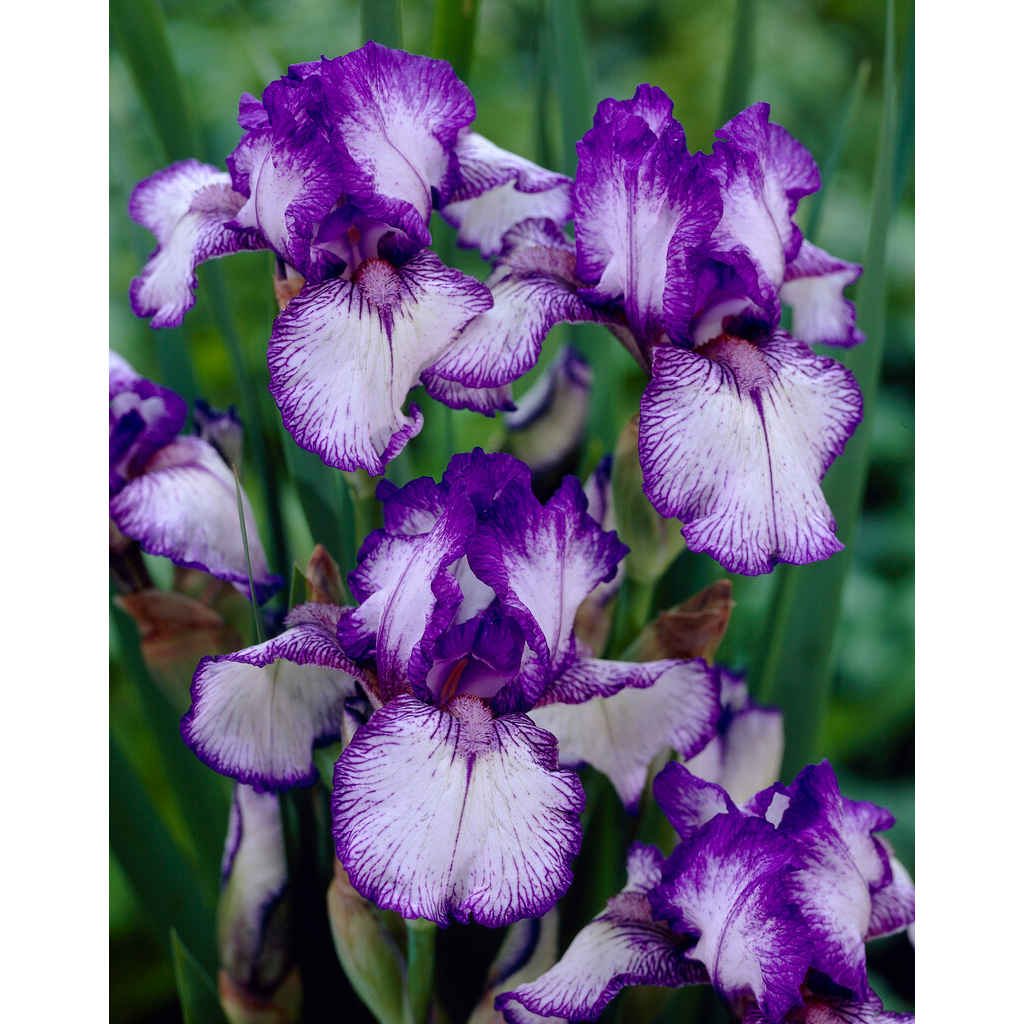 Tarhakurjenmiekka 'Bold Print'