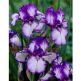 Tarhakurjenmiekka Bold Print