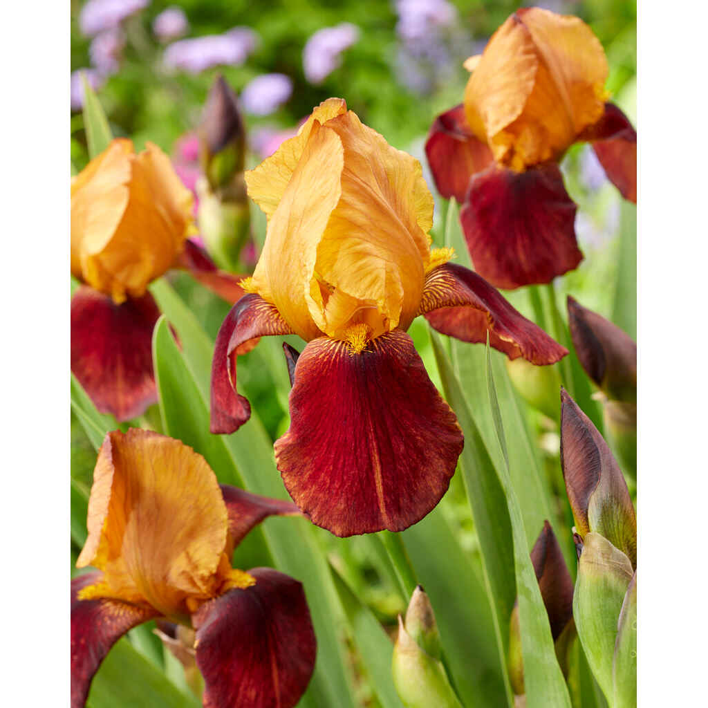 tarhakurjenmiekka 'Caligula Supreme Sultan'