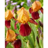 Tarhakurjenmiekka Caligula Supreme Sultan