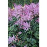 Tarhajaloangervo Color Flash 2L