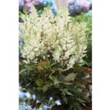 Jaloangervo Younique White™ 2L