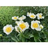 Kiinanpioni Jan van Leeuwen