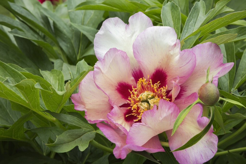 Itoh-pioni Callie's Memory