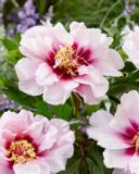 Itoh-pioni 'Cora Louise'