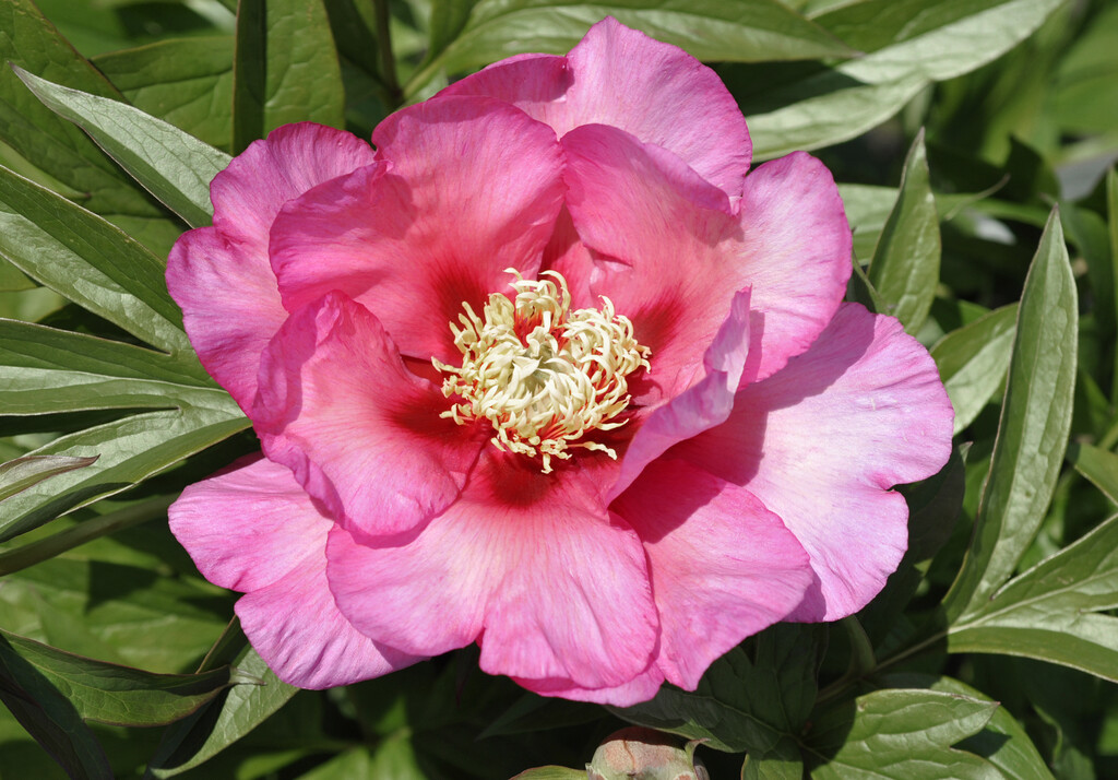 Itoh-pioni Julia Rose