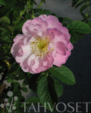 Tarhakurtturuusu Sävel, astiakoko 3L