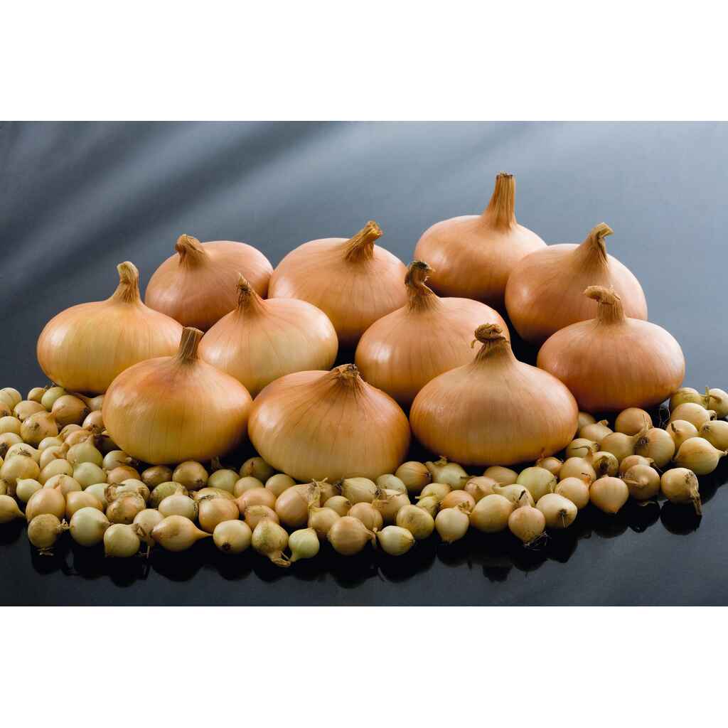 Keltasipuli Stuttgarter