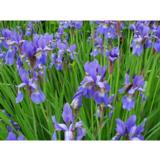 Siperiankurjenmiekka