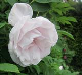 Ruusu Snow Pavement, astiakoko 3L