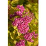 Keltajapaninangervo Golden Princess, astiakoko 2L