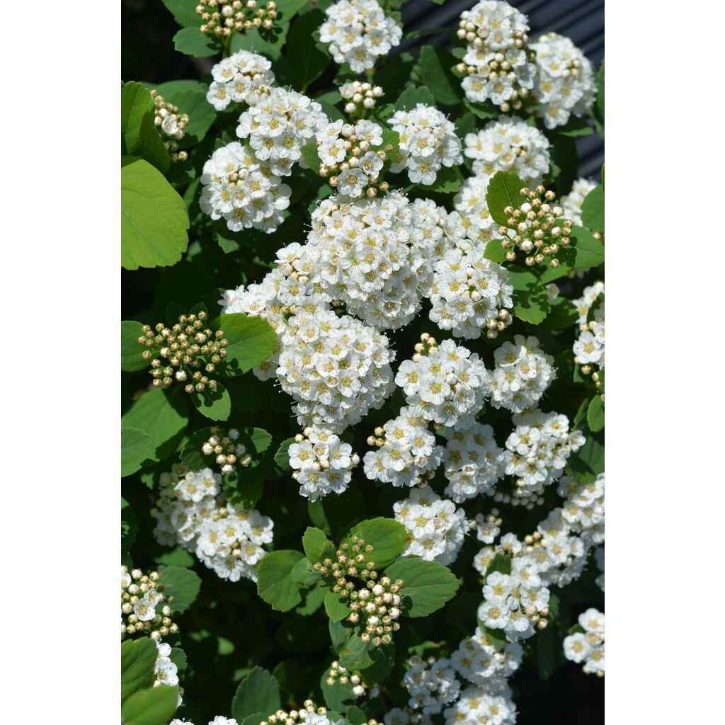 Koivuangervo 'Island' kukassa